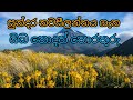 නවසීලන්තය ගැන ඔබ නොදත් තොරතුරු | About New Zealand in sinhala | නවසීලන්තය