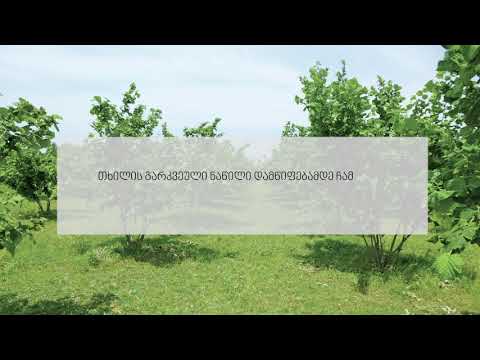 რამ შეიძლება გამოიწვიოს  თხილის ნაყოფის ნაადრევი ჩამოცვენა?