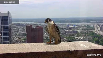 Chesapeake Conservancy Peregrine Falcon | Highlights 2024