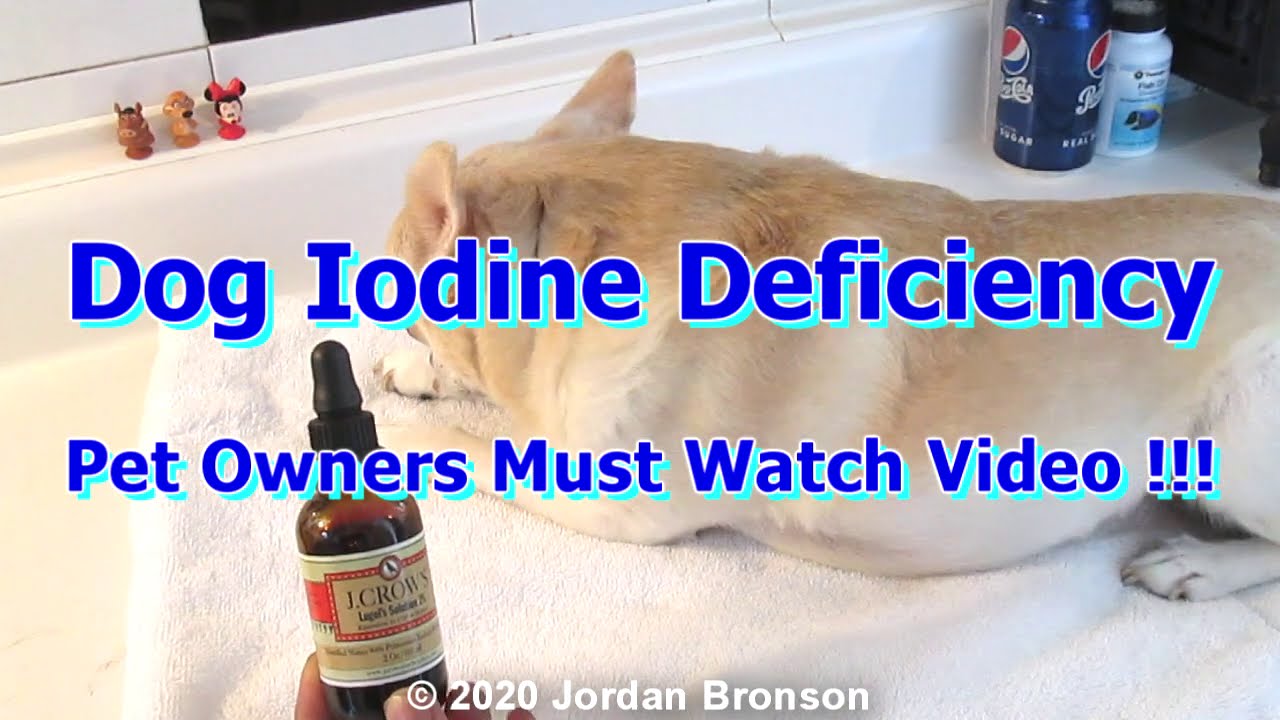 Dog Iodine Deficiency - Proper Dosage + Dogs Thyroid Health Weight Loss