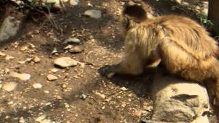 capuchins at La Sende Verde - nut cracking time!