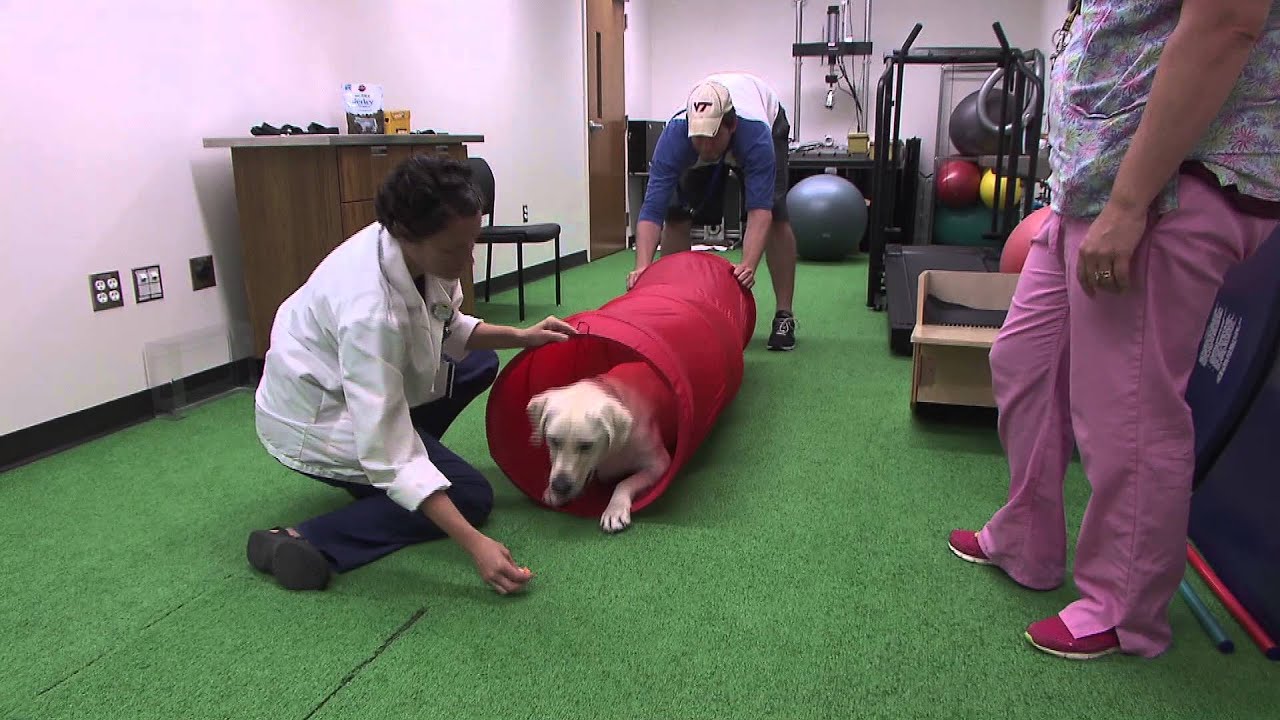 physical canine therapy