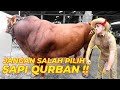 JANGAN SALAH PILIH SAPI QURBAN