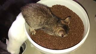 Cat Obsessed With Cat Food | Cat Always Hungry