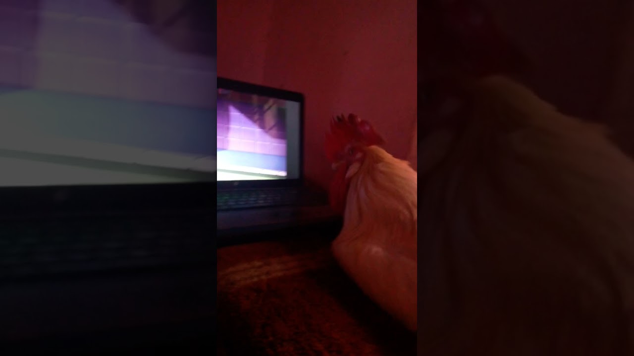 ammu watching tom and Jerry it's his favorite cartoon 