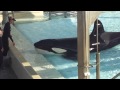 Ikaika lifted up in the Med pool - September 7, 2014 - SeaWorld San Diego