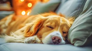 TV for dogs Antianxiety music for dogs  Video to help dogs relieve boredom quickly #2