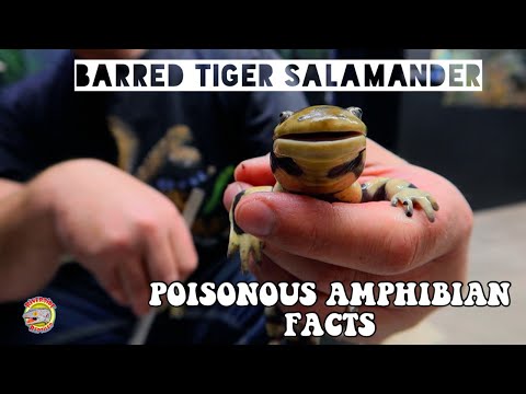 POISONOUS Tiger Salamander | Amazing Facts & Features