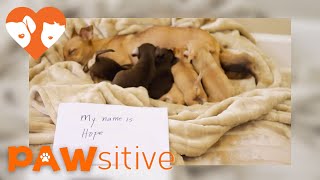 In a Coma for 2 Days, Momma Hope Surprises Rescuers | PAWsitive 🧡 by PAWsitive 138,666 views 7 years ago 1 minute, 50 seconds