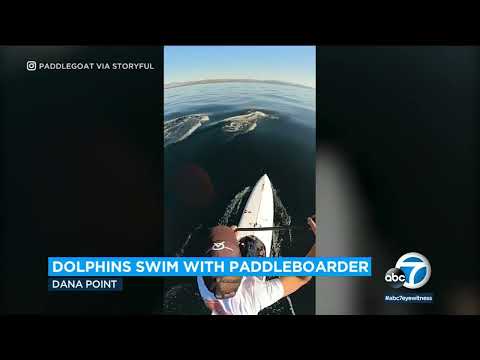 Paddleboarder captures the ride of a lifetime as pod of dolphins surround him in Dana Point