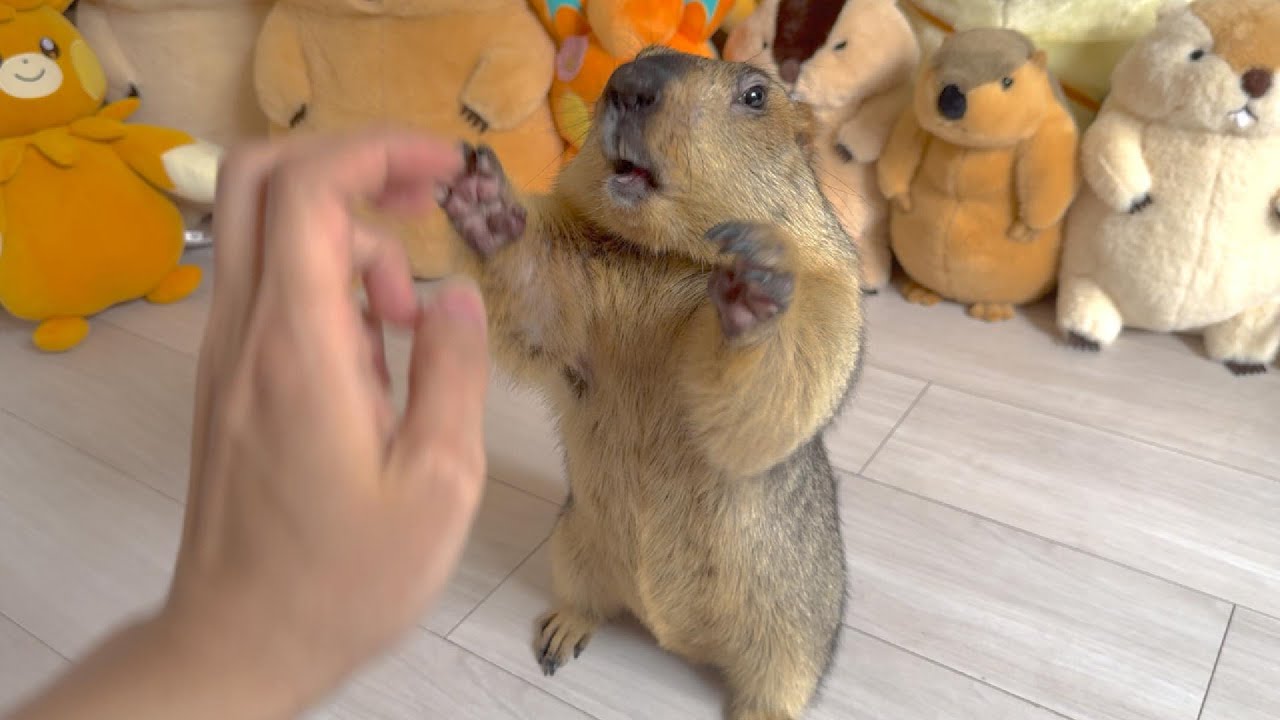 Mamochi with a cute 