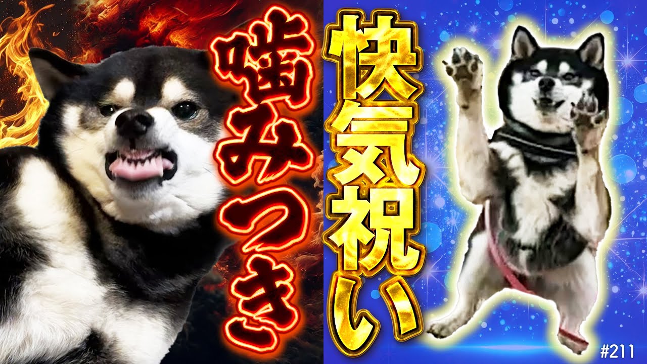 A Shiba Inu suddenly comes to bite - A hellish get-well