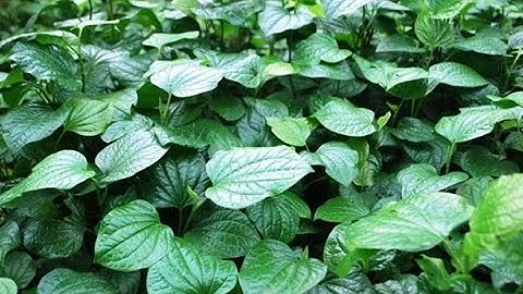 Chữa Đau Răng-Sâu Răng Tận Gốc Chỉ Một Nắm Lá Lốt