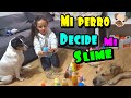 Mi perro decide mi slime!! ¿de que color sera? zarolakids