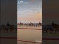 الهجن الاصيل
