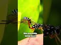 The Wasp With A Needle Tail #shorts #nature #science