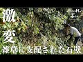 【超スッキリ】雑草まみれの石垣と側溝を綺麗にする Clean the stone walls and gutters covered with weeds#51