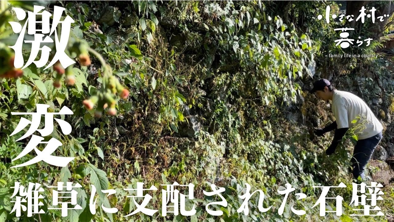 【超スッキリ】雑草まみれの石垣と側溝を綺麗にする Clean the stone walls and gutters covered with weeds#51