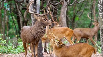 Thế Giới Động Vật Hoang Dã - Tìm Hiểu Về Loài Hươu | @animal world