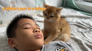 The kitten is protecting the giant baby while he sleeps.The kitten's purring is pleasant.cute funny