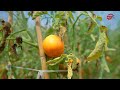 CABI Tomato leaf miner Kirundi