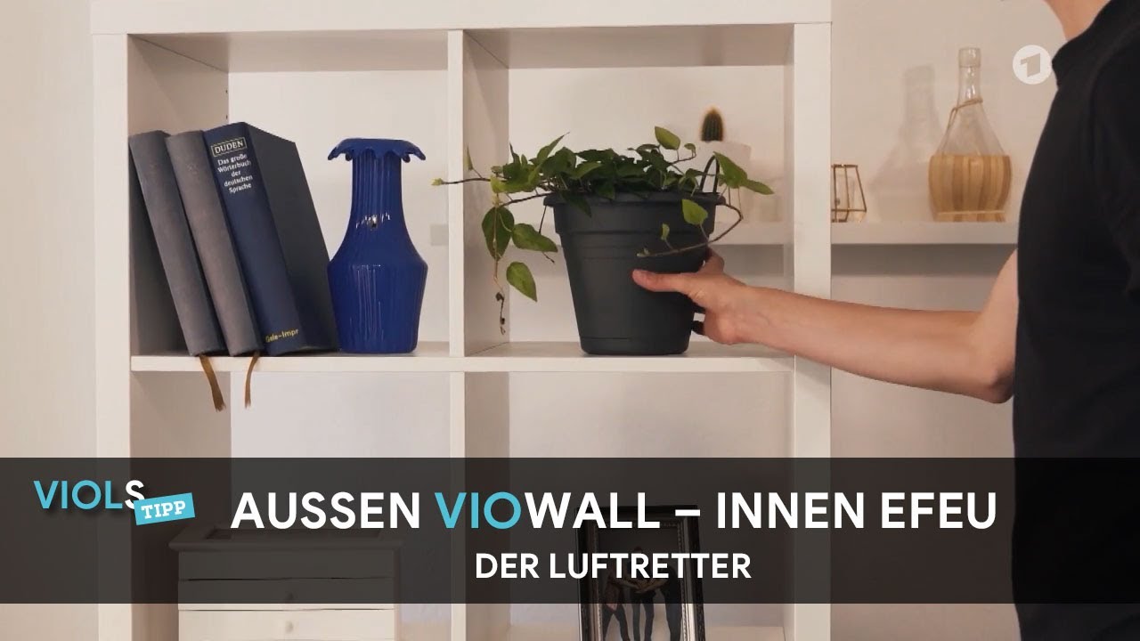 Viowall und Efeu ergnzen sich perfekt!