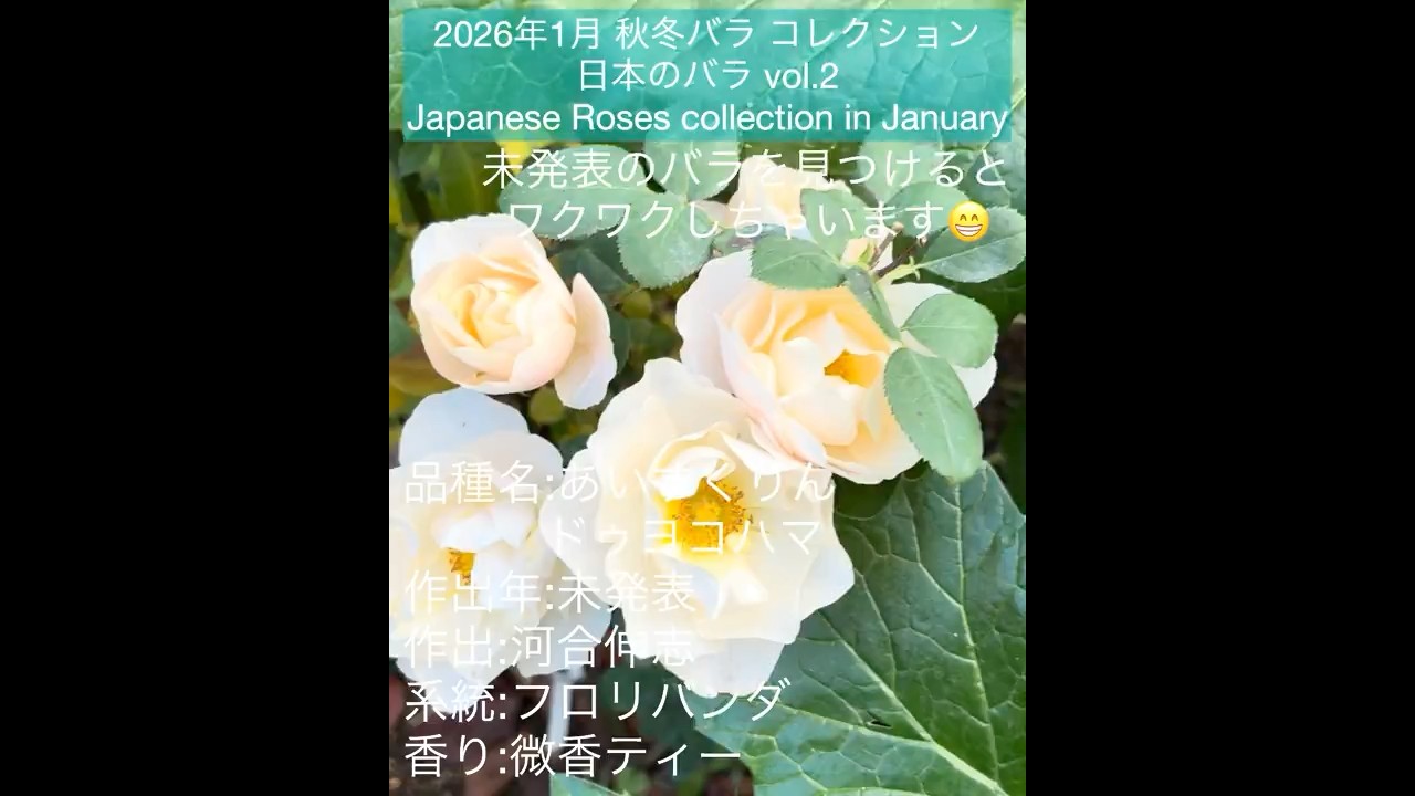 January 2026 Autumn/Winter Rose Collection Japanese Roses] Yumeka