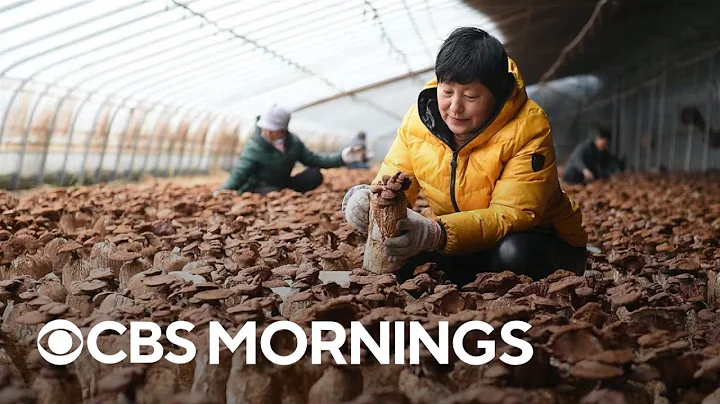 Mushroom leather: Lab-grown biomaterials challenge animal hides in the fashion world