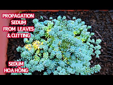 Video #258 NHÂN GIỐNG SEDUM HOA HỒNG BẰNG LÁ CÁC BẠN THỬ... - youtube