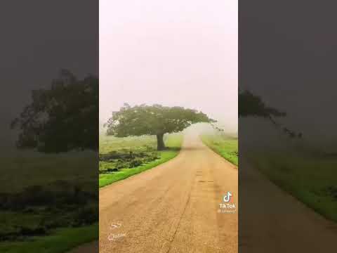 مسلم العريمي المها الشرقي