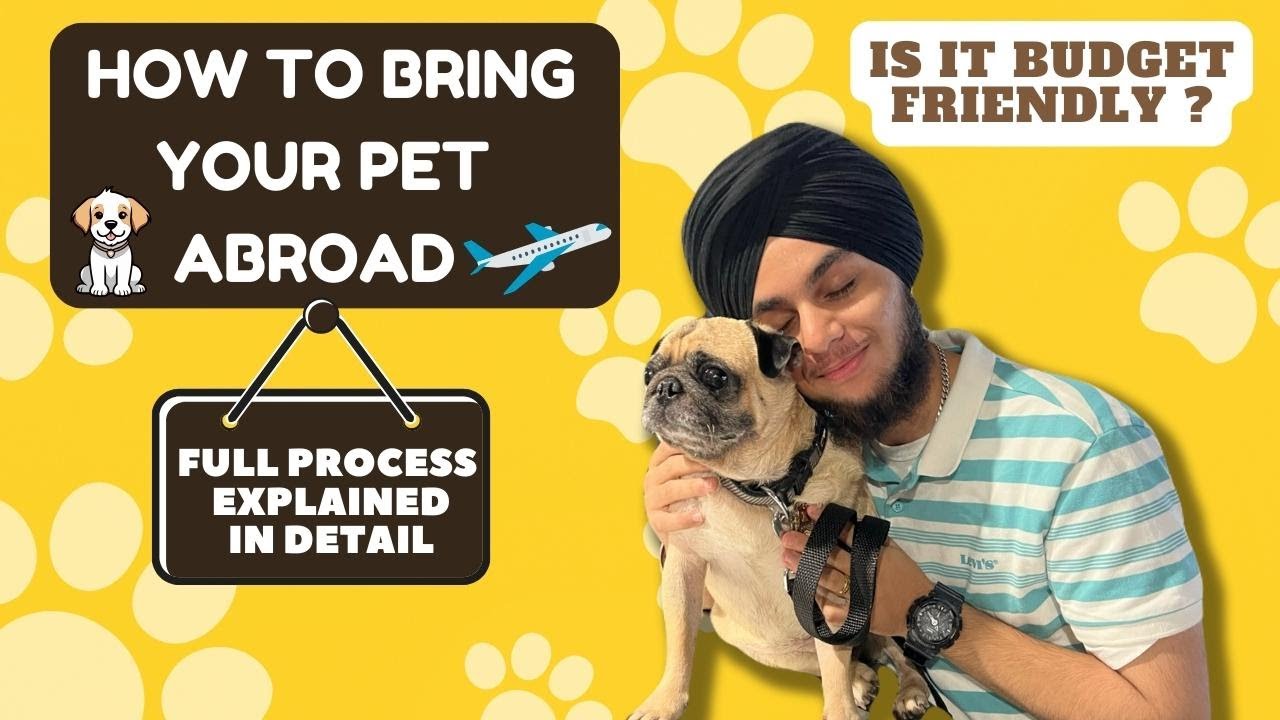 How To Bring Your Dog Abroad Full Process Explained YouTube How To Bring Your Dog Abroad Full Process Explained YouTube