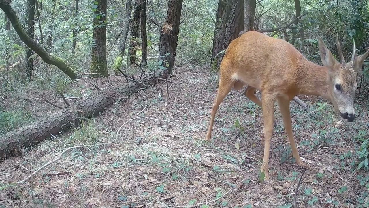 RESUMEN 2025 / 2025eko LABURPENA
