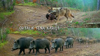 Tek Kurt Korkunç Yaban Domuzu Sürüsüne Karşı - Alfa Bozkurt Dev Yaban Domuzu Avında