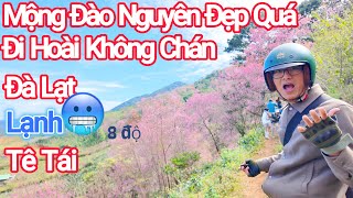Download lagu Đà Lạt Lạnh Tê Tái 8°C,Rừng Đào Năm Nay Đẹp Nhất Đông Khách