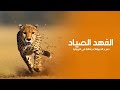 الفهد الصياد من أسرع الحيوانات وأكثرها رشاقة في براري أفريقيا المهيبة كويست عربية Quest Arabiya 
