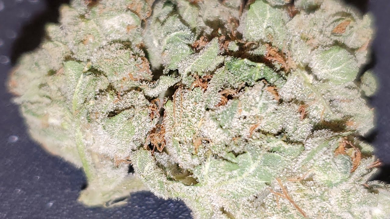 TOKIN' TUESDAY || CHOCOLATE DIESEL