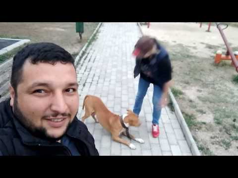 Умный питбуль MEFODII