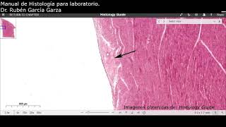 Manual De Laboratorio C13 Act1 Capas Del Corazón