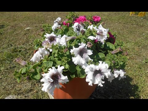 Video: Terry petunia: pleje, dyrkning