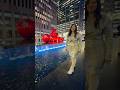 Christmas Ornaments Near Rockefeller Center NYC🎄 #shorts #shortsvideo #viral #christmas2023 #short