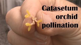 Pollination of Catasetum Orchid with Fred Clarke