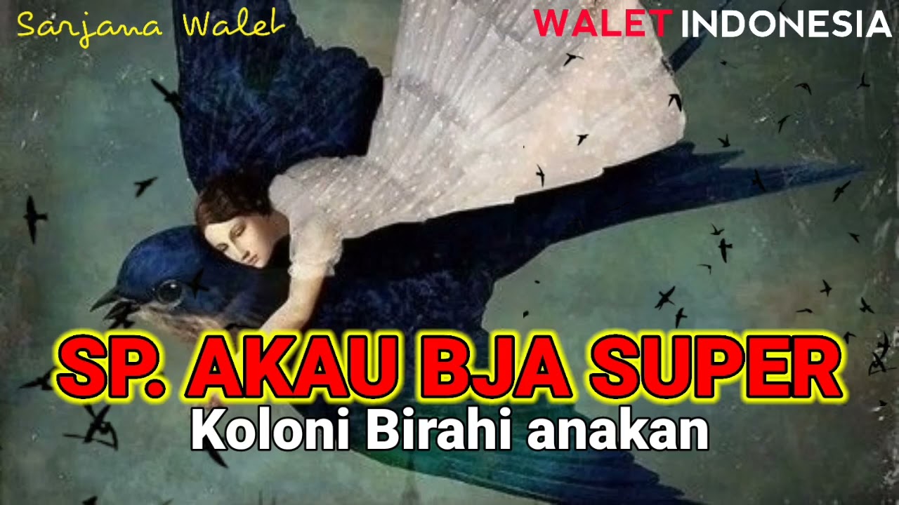 SP. AKAU BJA SUPER KOLONI BIRAHI ANAKAN ‼️⁉️