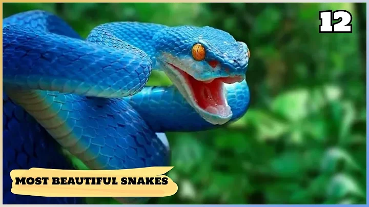 12 Most Beautiful Snakes In The World !!!