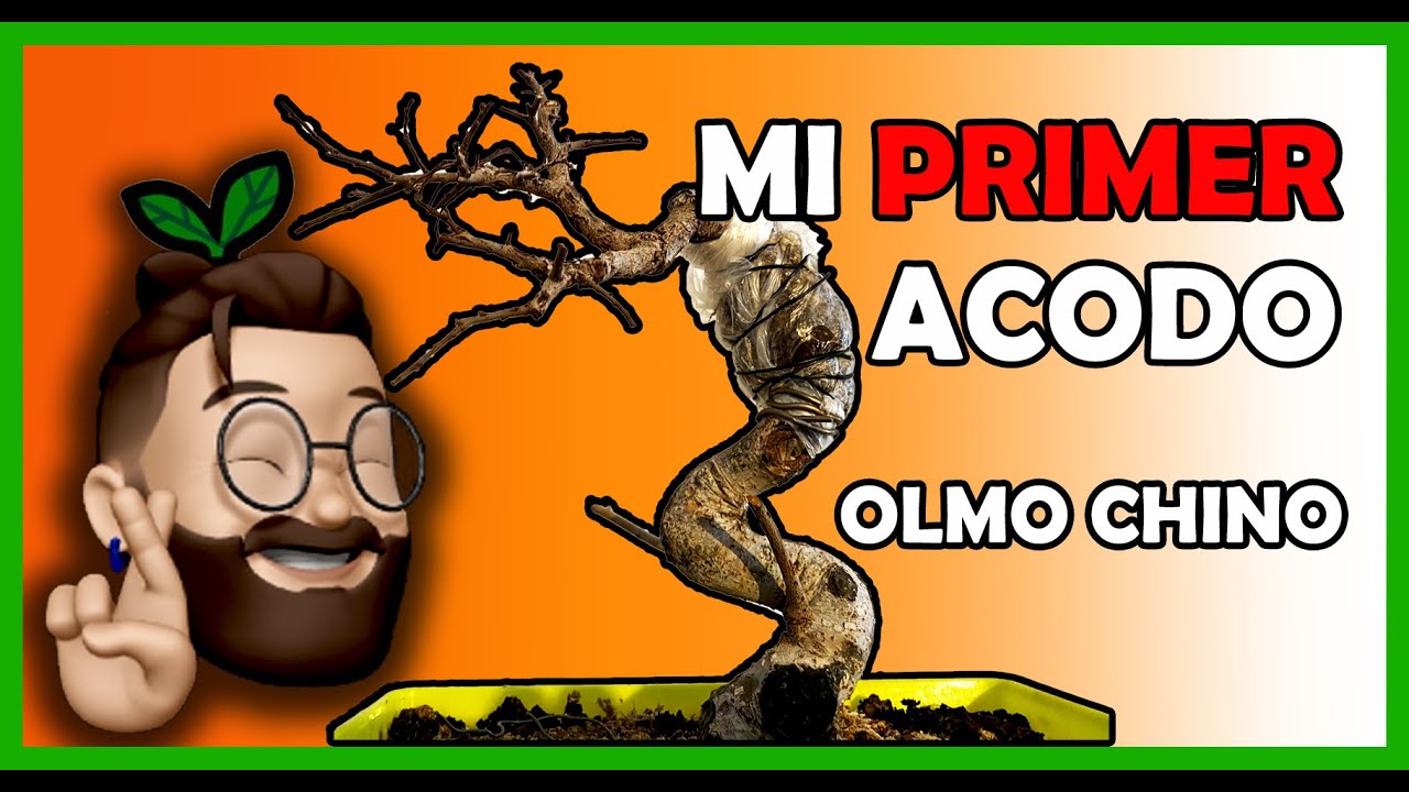 COMO HACER #ACODO AEREO a un #OLMO #CHINO #BONSAI muy FACIL!! (TE LO EXPLICO PASO A PASO)