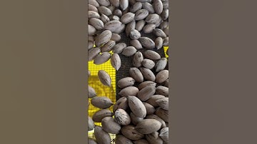 Pecan Inspection Sorting Table