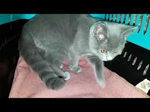 კნუტის  პირველი აცრა Первая прививка котенку