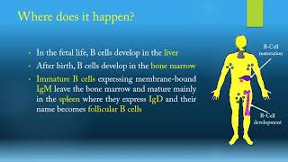 Immunogenetics & B-cells development