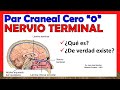 🥇 Par Craneal Cero "0" - NERVIO TERMINAL - ¿De verdad existe?, ¿Qué es?