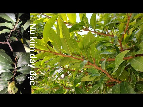 Video Ngày 7/8AL xem nụ kim phát triển và cách bón phân, bấm... - youtube
