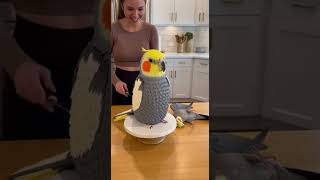 My cockatiel flopped to “grieve” its cake twin—total bird drama king! #Cockatiel #CockatielCake #Pet